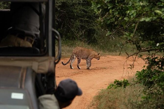 Best Value Yala Safari: Spot Leopards, Elephants & Bears (Shared) - Is $20 genuinely good value?