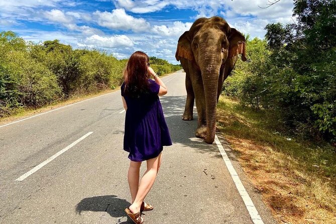 Best Yala Shared Leopard Safari: Tissamaharama Wildlife Tours - Key points at a glance