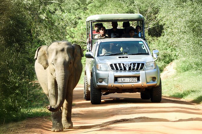 Best Yala Shared Leopard Safari: Tissamaharama Wildlife Tours - Four ways to schedule your time in Yala