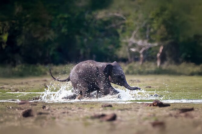 Best Yala Shared Leopard Safari: Tissamaharama Wildlife Tours - The jeep, driver-guide, and group size