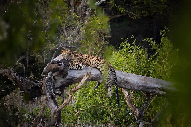 Best Yala Shared Leopard Safari: Tissamaharama Wildlife Tours - The real cost at $26 per person