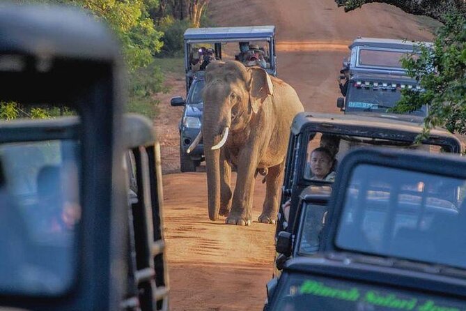 Best Yala Shared Leopard Safari: Tissamaharama Wildlife Tours - Who should choose the morning or evening trip