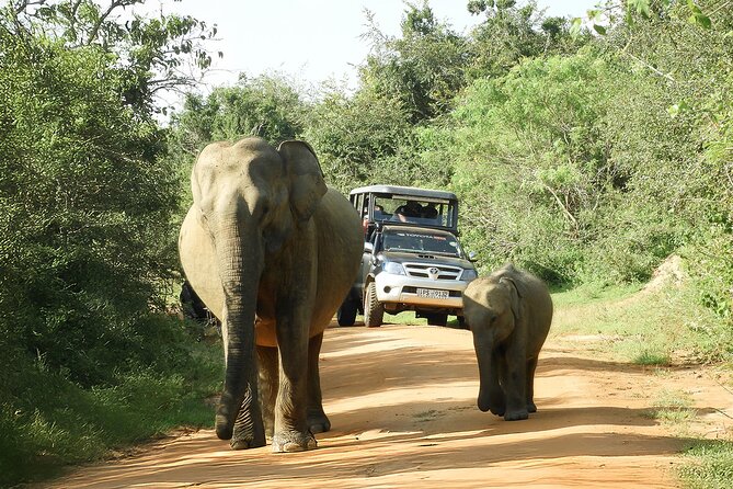 Best Yala Shared Leopard Safari: Tissamaharama Wildlife Tours - Practical booking details to know