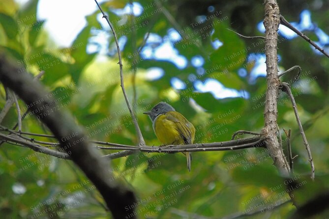 Bird Watching Tours in Sinharaja Rain Forest - Why Sinharaja rewards an early start
