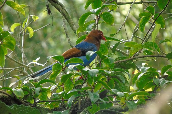 Bird Watching Tours in Sinharaja Rain Forest - Meeting your guide at the Sinharaja entrance
