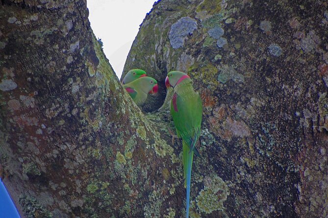Bird Watching Tours in Sinharaja Rain Forest - What the $140 price really covers