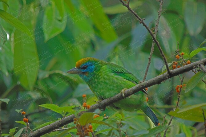 Bird Watching Tours in Sinharaja Rain Forest - The guide can make or break the outing