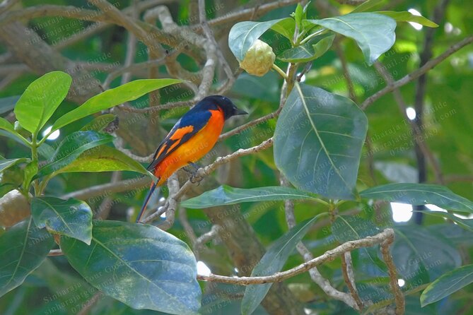 Bird Watching Tours in Sinharaja Rain Forest - Weather, comfort, and the long morning