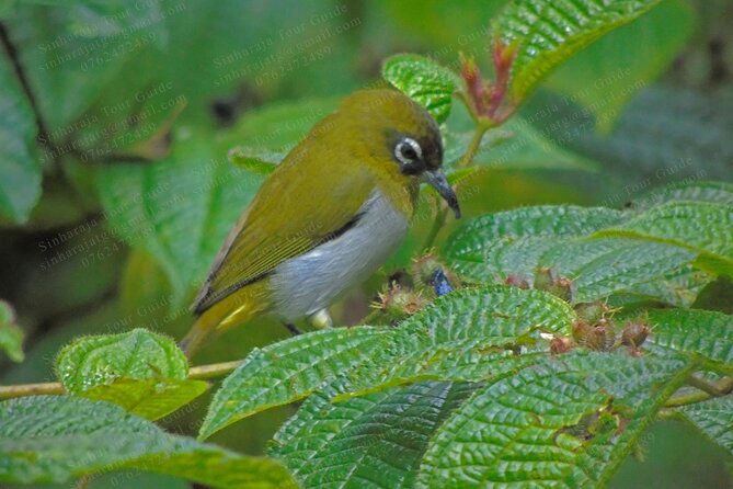 Bird Watching Tours in Sinharaja Rain Forest - Who will enjoy this Sinharaja tour most
