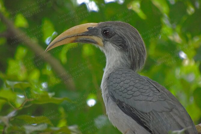 Bird Watching Tours in Sinharaja Rain Forest - Birds, plants, and the value of a private pace