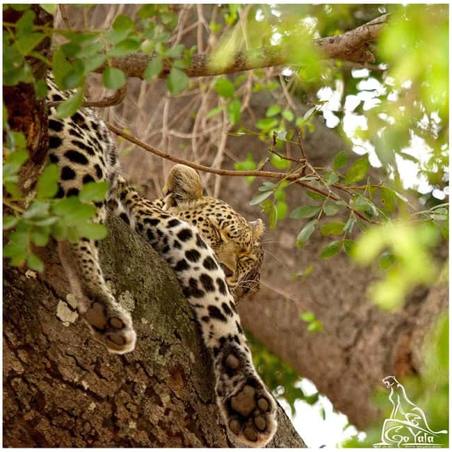 Budget Yala Safari with Accomadation & Meals Included - The full-day Yala safari from sunrise to sunset