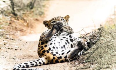 Budget Yala Safari with Accomadation & Meals Included