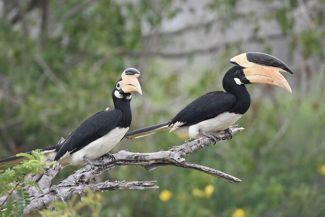Bundala Birding Paradise - All Inclusive Tour - Why the no-middle-seat layout matters