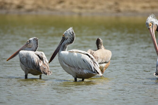 Bundala Birding Paradise - All Inclusive Tour - What happens at Kamal Safari Bundala Park
