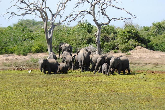 Bundala Birding Paradise - All Inclusive Tour - Is $125 per person a fair price?