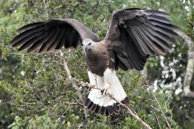 Bundala Birding Paradise - All Inclusive Tour - Hotel pickup from five nearby areas