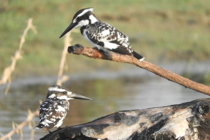 Bundala National Park Birds Watching Safari Tour - Why Bundala suits birdwatchers better than safari chasers