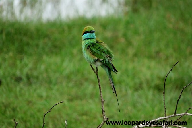 Bundala National Park Birds Watching Safari Tour - Elephants, crocodiles, and the wider animal list