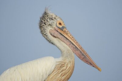 Bundala National Park Birds Watching Safari Tour