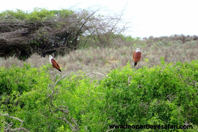 Bundala National Park Birds Watching Safari Tour - The value of a $34 private safari