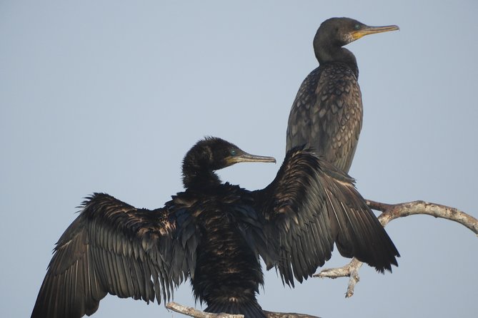 Bundala National Park Birds Watching Safari Tour - What to pack and how to use the four hours