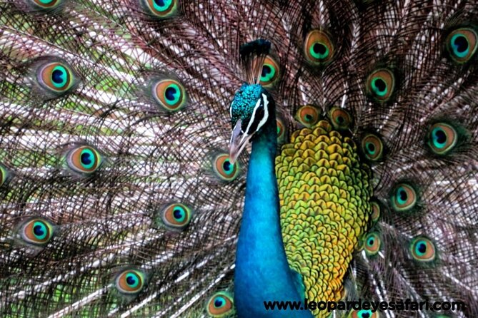 Bundala National Park Birds Watching Safari Tour - Who should book this safari
