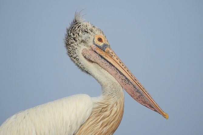 Bundala National Park Birds Watching Safari Tour - From your hotel to the Bundala gate