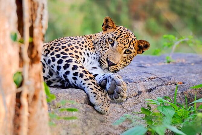 Bundala National Park by Ajith Safari - Who will enjoy this safari most