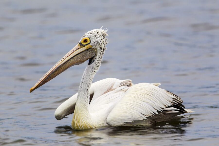 Bundala National Park Safari - Birding Paradise Tour - Lagoons, Crocodiles, and Brackish Water