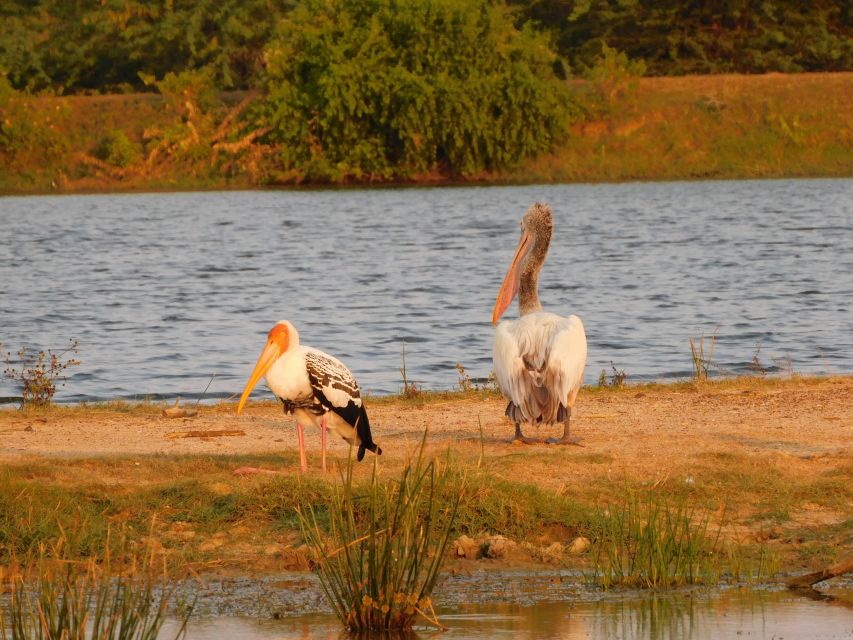 Bundala National Park Safari (PRIVATE TOURS) - Who should book this safari?