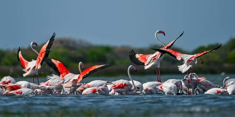 Bundala National Park Safari (PRIVATE TOURS) - Why Bundala is different from Yala