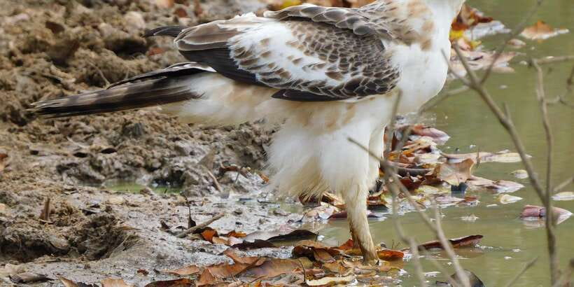 Bundala National Park Safari (PRIVATE TOURS) - Birdwatching at its best between December and March