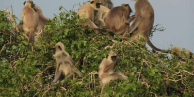 Bundala National Park Safari (PRIVATE TOURS)