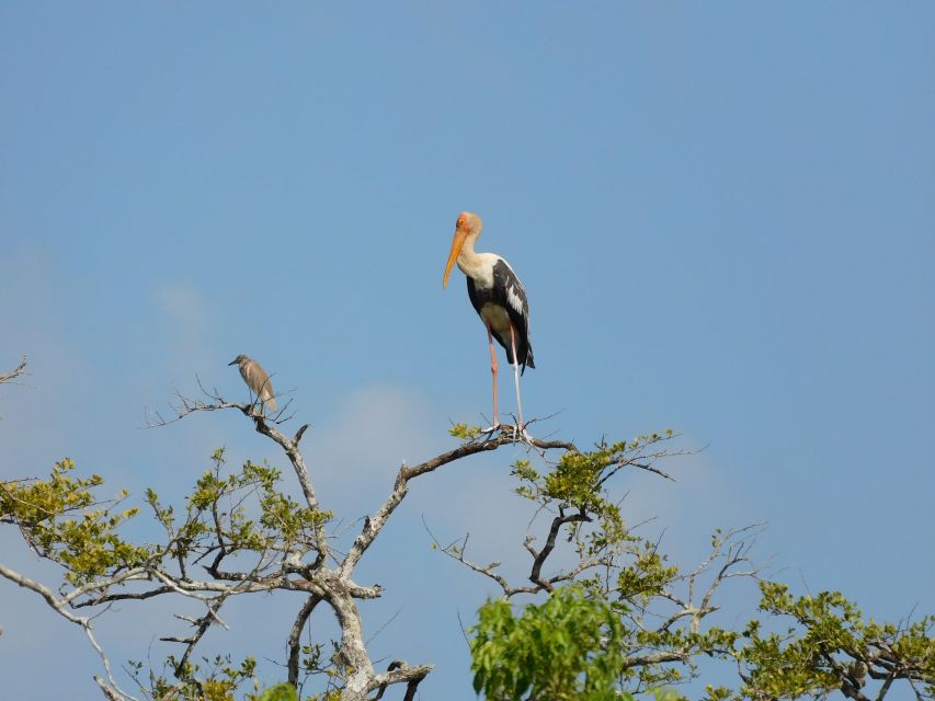 Bundala National Park Safari (PRIVATE TOURS) - Elephants, crocodiles, monkeys, and smaller wildlife