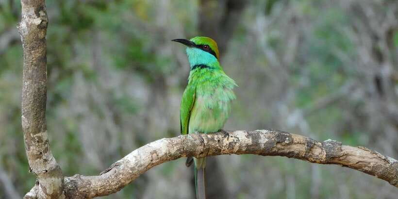 Bundala National Park Safari (PRIVATE TOURS) - The guides make the biggest difference