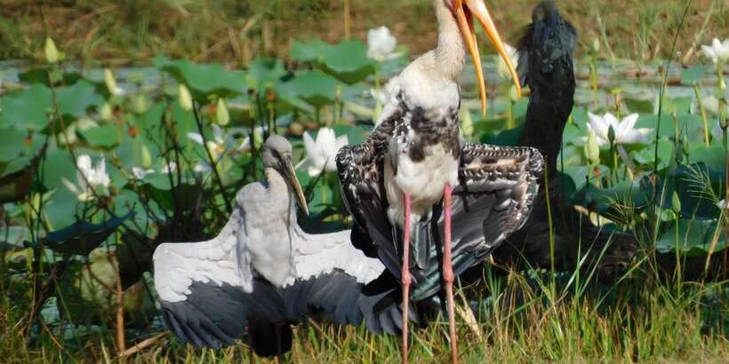 Bundala National Park Safari (PRIVATE TOURS) - A calm afternoon, plus the coast
