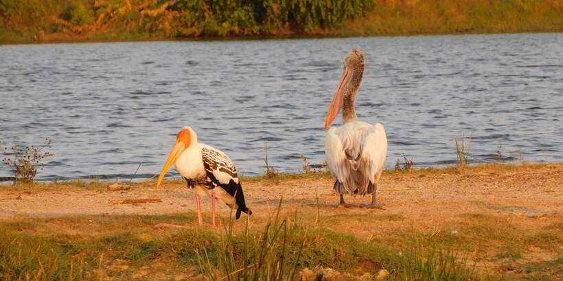 Bundala National Park Safari (PRIVATE TOURS) - Is $36 good value?