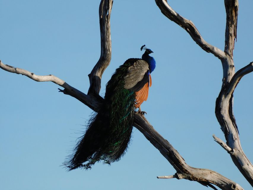 Bundala National Park Safari (PRIVATE TOURS) - What to bring and how to plan