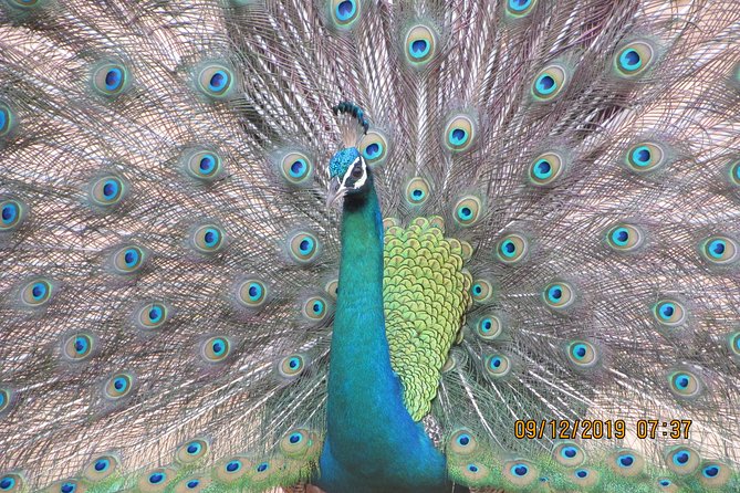 Bundala National Park Safari (PRIVATE TOURS)- Morning & Afternoon - Morning safari: sunrise and cooler wildlife watching