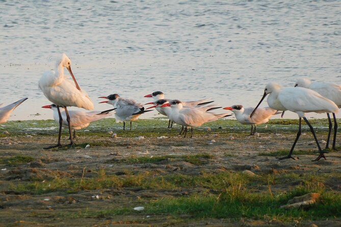 Bundala National Park Safari (PRIVATE TOURS)- Morning & Afternoon - Afternoon safari: an easier schedule