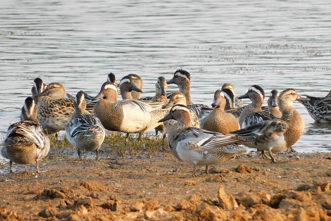 Bundala National Park Safari (PRIVATE TOURS)- Morning & Afternoon - What you may see in Bundala