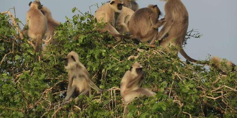 Bundala National Park Safari (PRIVATE TOURS) - The five-hour safari through lagoons and dunes