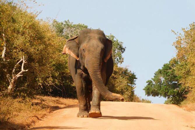 Bundala National Park : Safari Tour with Entrance tickets & Jeep - Elephants, crocodiles, and smaller wildlife