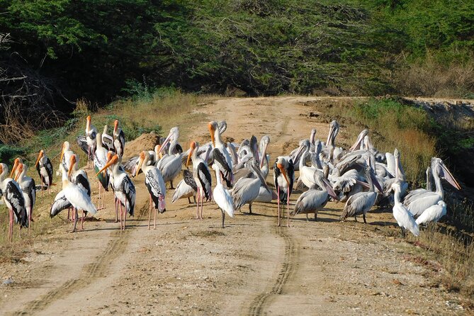 Bundala National Park : Safari Tour with Entrance tickets & Jeep - What the all-inclusive $69 price really covers