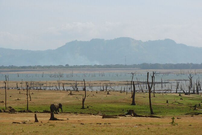 Bundala National Park : Safari Tour with Entrance tickets & Jeep - Pickup, timing, and what to bring