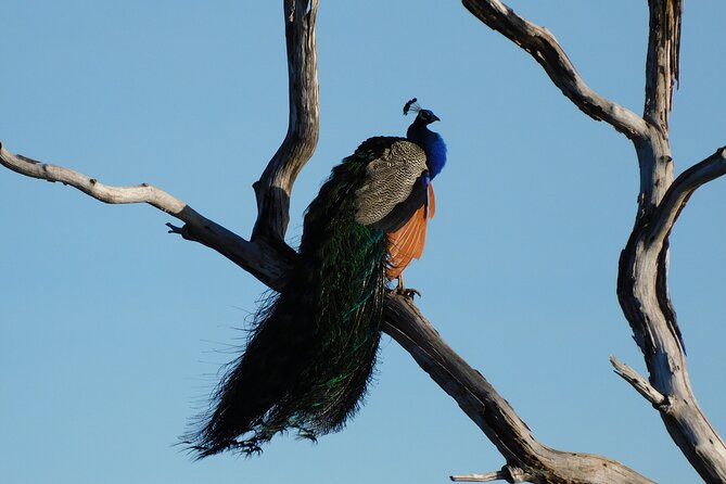 Bundala National Park : Safari Tour with Entrance tickets & Jeep - Who will get the most from this Bundala safari