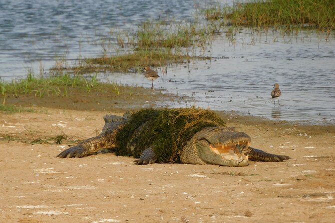 Bundala National Park : Safari Tour with Entrance tickets & Jeep - The five-hour jeep ride through wetlands and dunes