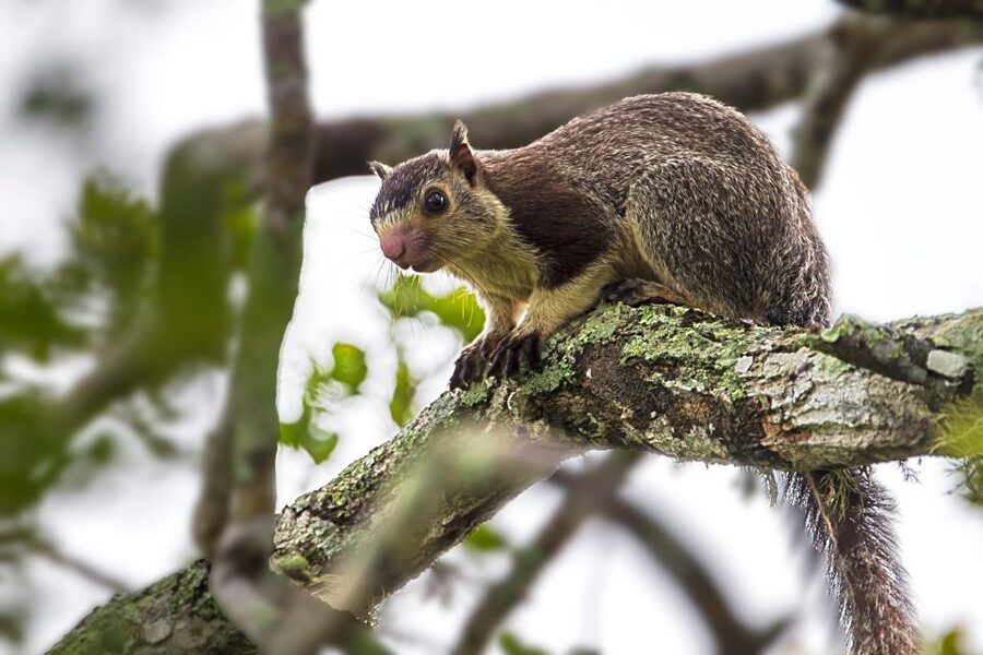 Colombo/Bentota/Kalutara/Ahungalla: Yala Safari Tour - The price looks simple until you add the park fee