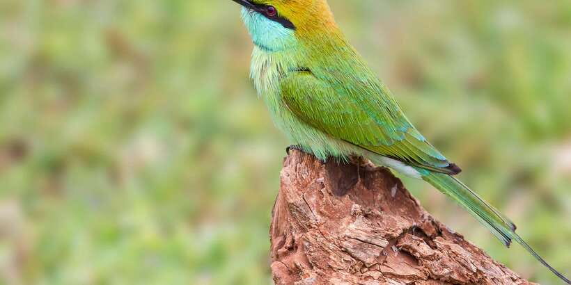 Colombo/Bentota/Kalutara/Ahungalla: Yala Safari Tour - Should you book this Yala day trip?