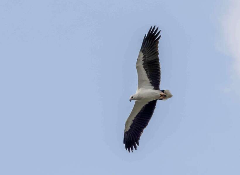 Colombo: Bird watching around Colombo-Guided Tour - 06 hours - Key points for your six hours of birding
